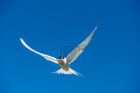 The Arctic tern (Sterna paradisaea), a graceful migratory bird, has the longest route from the Arctic to Antarctica.