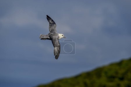 Photo for Northern fulmar flying in set winds in Icelandic skies - Royalty Free Image