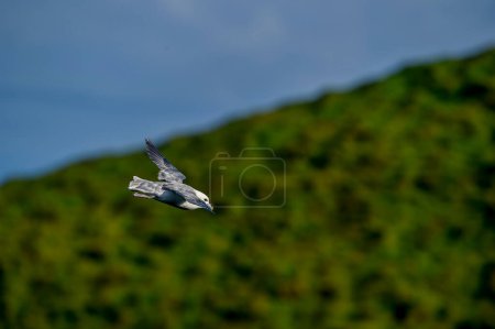 Northern fulmar flying in set winds in Icelandic skies