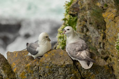A pair of Northern fulmars preparing to nest on Icelandic cliffs