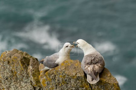 Ein Paar Nördlicher Fulmars bereitet sich darauf vor, auf isländischen Klippen zu nisten