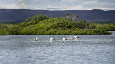 Der Singschwan, der im isländischen Feuchtgebiet fliegt, ist ein großer Schwan auf der Nordhalbkugel, der auch als Gemeiner Schwan bekannt ist..