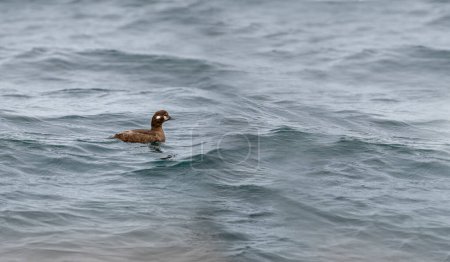 Iceland.A female Harlequin Duck swims on the water surface. Also known as Clown, Glacier, Mountain, Painted, Rock or Totem Pole Duck.