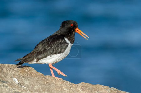 Side view of black and white feathered and orange-billed oystercatcher standing on rocky surface in Iceland