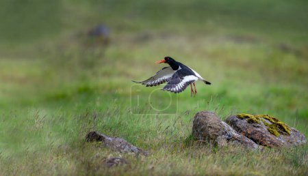 The moment an oystercatcher with black and white feathers and an orange beak flies over the cliffs in Iceland.