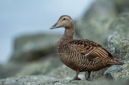 Eider goose (Somateria mollissima) is found along the northern coasts of Europe, Eastern Siberia and North America. This species breeds in the Arctic regions. Female individual.