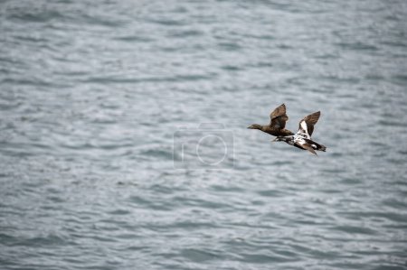 Eider goose (Somateria mollissima) is found along the northern coasts of Europe, Eastern Siberia and North America. This species breeds in the Arctic regions. Flying male and female individual.