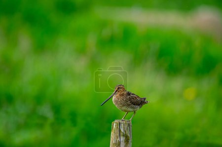 Latham's snipe on tree stump in green fields, Iceland