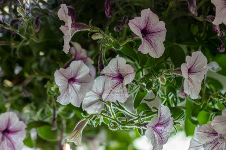 Petunia plant with white and lilac flowers, Petunia exserta, Surfinia. Toning. Beautiful decorative plants bloom. growing, growing plants