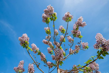 Flores del árbol del Bluebell Paulownia tomentosa.