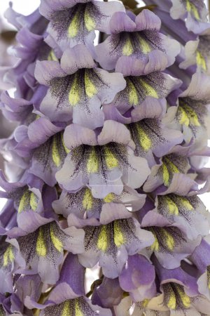 Flowers of the bluebell tree Paulownia tomentosa.