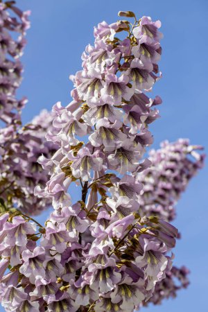 Flores del árbol del Bluebell Paulownia tomentosa.