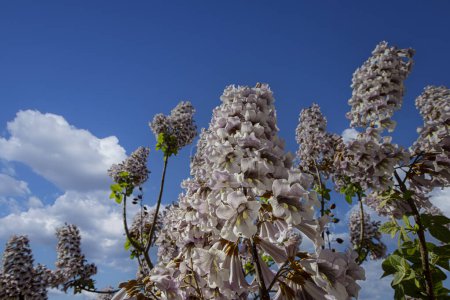 Blüten des Blauglockenbaums Paulownia tomentosa.