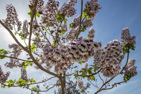 Blüten des Blauglockenbaums Paulownia tomentosa.