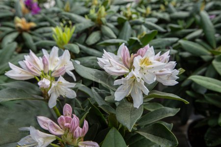 Rhododendron ponticum (rhododendron, Komar) is a species of rhododendron from the heather family that is seen in the humid mountainous regions of the northern hemisphere.
