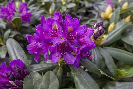 Rhododendron ponticum (rhododendron, Komar) is a species of rhododendron from the heather family that is seen in the humid mountainous regions of the northern hemisphere.