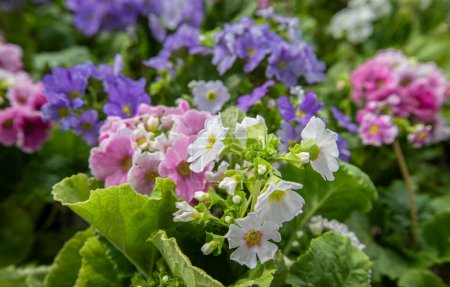 Primula obconica . Turkish name; Eleven sunflowers. A beautiful flower in pink, red, white and lilac colours.