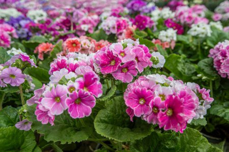 Primula obconica . Turkish name; Eleven sunflowers. A beautiful flower in pink, red, white and lilac colours.