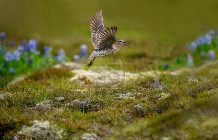 Sociable curlew (Numenius phaeopus), water bird. Iceland.