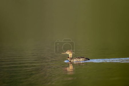 Photo for Red-breasted merganser, Mergus serrator, waterfowl diving duck, a female of the sawbills wanders around with her young. Merganser, ocean surface, blue water. - Royalty Free Image