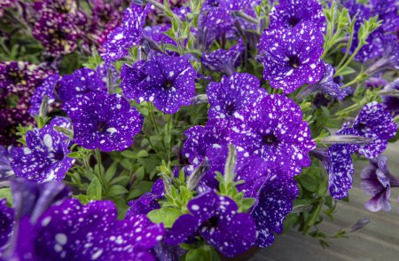 Petunia plant with white and lilac flowers, Petunia exserta, Surfinia. Toning. Beautiful decorative plants bloom. growing, growing plants