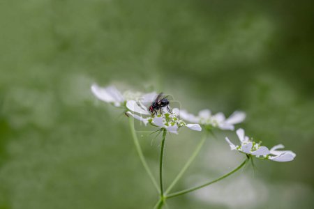 Blowfly (Polietes Lardarius) on a flower, Purton, Gloucestershire,