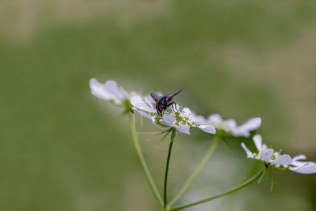 Blowfly (Polietes Lardarius) sur une fleur, Purton, Gloucestershire,