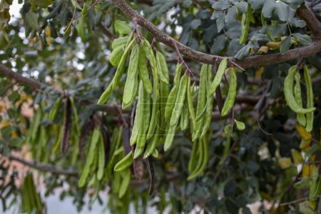 Johannisbrotbaum, frische grüne Johannisbrotbeeren, gesunde Nahrung, Ceratonia siliqua (Johannisbrot))