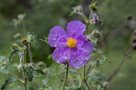 Planta cargada de color lila Cistrosa, Tauricus