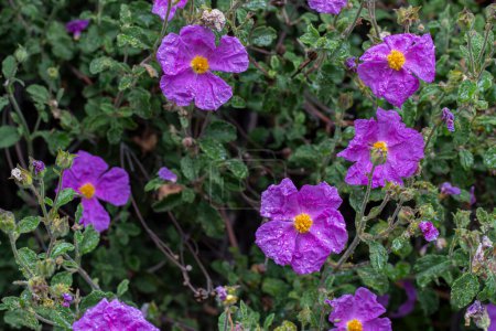 Planta cargada de color lila Cistrosa, Tauricus