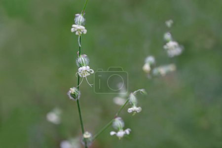 The white (Silene latifolia)fork is an annual plant of the carnation family, a genus of nightshades.