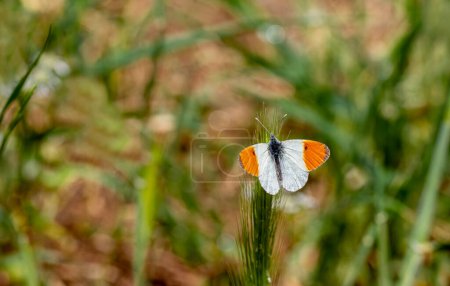 Orange Fancy Butterfly (Anthocharis Cardamines) on plant