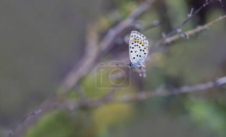 Mariposa azul del Himalaya (Pseudophilotes vicrama) en planta