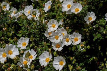 Weiße beladene Pflanze - Zistrose, Tauricus