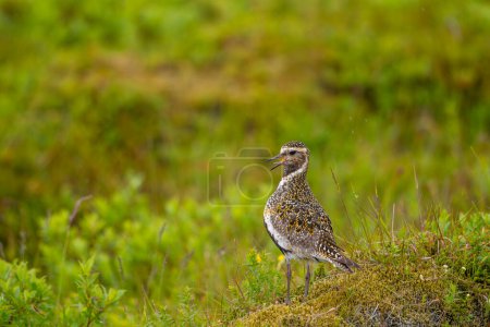 Pluvier doré sur bruyère et prairie au fond vert flou. Oiseau des Highlands. Islande. Nom scientifique : Pluvialis apricaria.