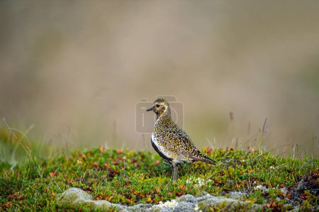 Photo for Golden plover on heather and grassland with blurred green background. Highland bird. Iceland . Scientific name: Pluvialis apricaria. - Royalty Free Image