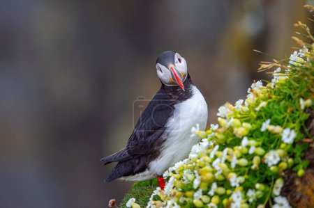 Photo for Atlantic puffin (Fratercula arctica), also known as the common puffin. - Royalty Free Image