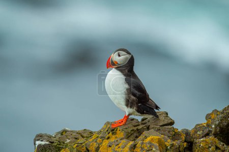 Photo for Atlantic puffin (Fratercula arctica), also known as the common puffin. - Royalty Free Image