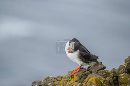 Atlantic puffin (Fratercula arctica), also known as the common puffin.