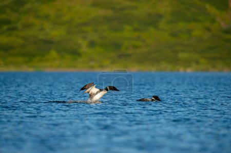 El lomo de garganta negra, el buzo de hielo, el lomo ártico o el lomo de garganta negra (Gavia arctica) nadan en un lago en primavera..