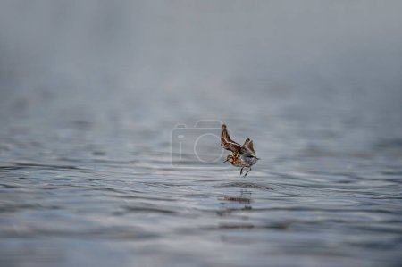 Red-necked Phalarope - Phalaropus lobatus small bird, breeds in the Arctic regions of North America and Eurasia, is migratory, spends the winter at sea in tropical oceans. Iceland.