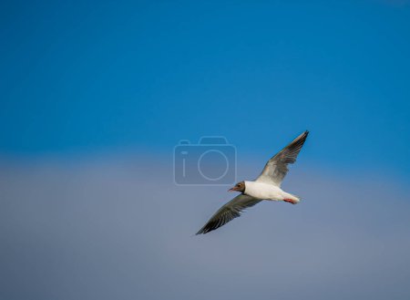 Black-headed gull in Iceland. Natural life .