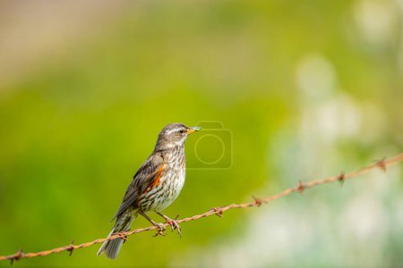 Photo for Redwing (Turdus iliacus) photographed in Iceland - Royalty Free Image