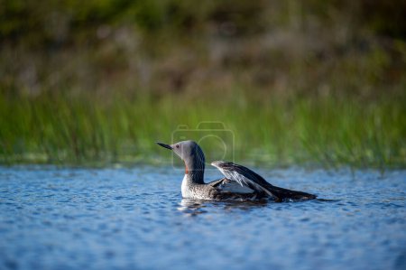 The exquisite beauty of the red-throated loon (Gavia stellata) (Icelandic red-throated loon) is a migratory water bird found in the northern hemisphere.