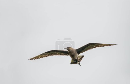 Arctic seagull.Seabird Arctic Skua, Stercorarius parasiticus, Bird in nature environment. Arctic wildlife in nature.