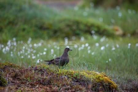 Seabird Arctic Skua, Stercorarius parasiticus, Bird in nature environment. Vida silvestre ártica en la naturaleza.