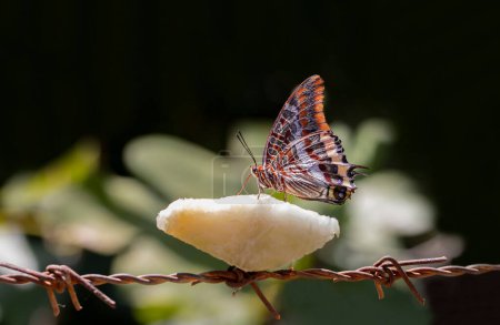 Double-tailed Pasha butterfly (Charaxes jasius) feeding on a melon fruit on a wire