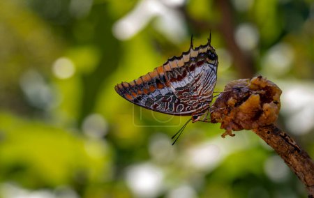 Double-tailed Pasha butterfly (Charaxes jasius) on a fig tree