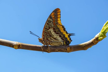 Double-tailed Pasha butterfly (Charaxes jasius) on a fig tree
