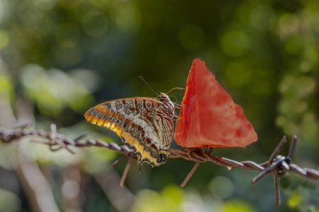 Papillon Pacha à double queue (Charaxes jasius) se nourrissant d'un melon d'eau sur un fil métallique